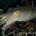 cuttlefish_reef_bo_mb_h_0076_png2181.jpg